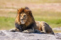 Adult lion sitting on a rock