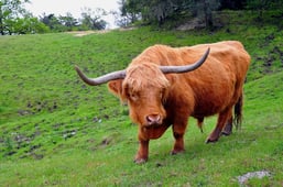 Ox_walking_on_the_land